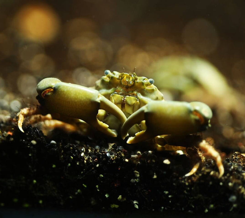 Emerald Crab - Reef Chasers