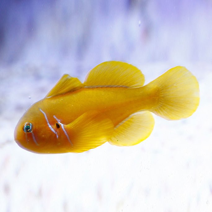 Fiji Citron Clown Goby - Reef Chasers