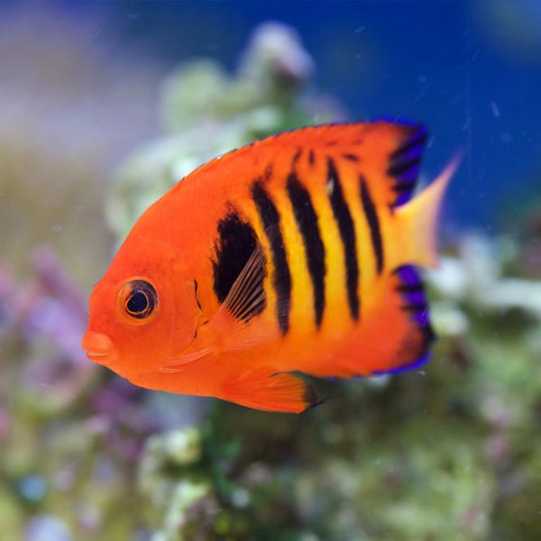 Flame Angelfish - Reef Chasers