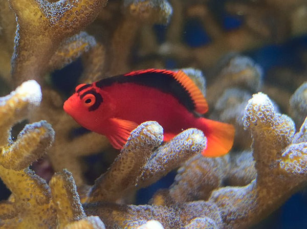 Flame Hawkfish - Reef Chasers