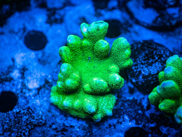 Green Montipora Digitata Mini Colony WYSIWYG - Reef Chasers