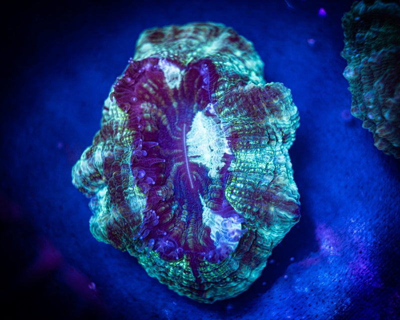 Green/Purple Acanthophyllia WYSIWYG - Reef Chasers