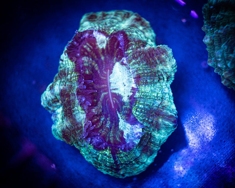 Green/Purple Acanthophyllia WYSIWYG - Reef Chasers
