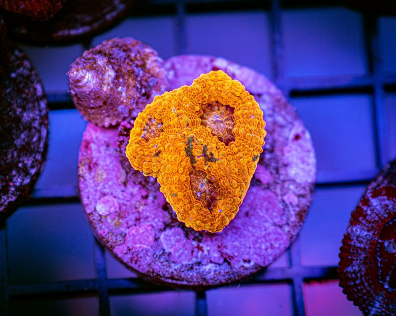 Jack-O-Lantern Echinata Frag WYSIWYG - Reef Chasers
