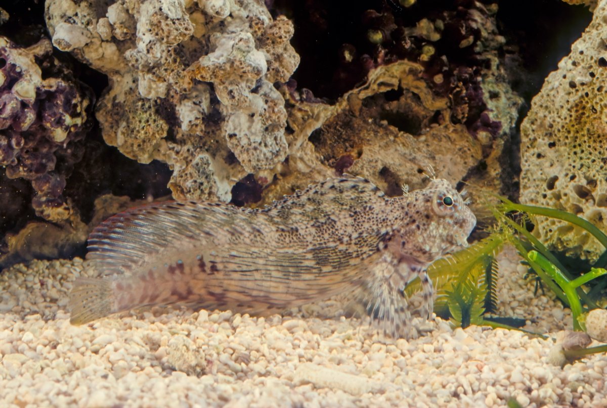 Lawnmower Blenny - Reef Chasers