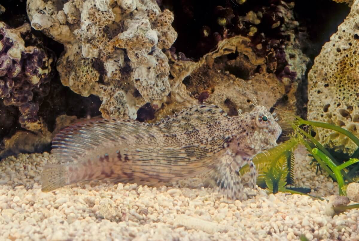 Reef Chasers Buy Marine Fish Lawnmower Blenny for Sale