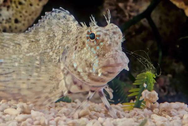 Lawnmower Blenny - Reef Chasers