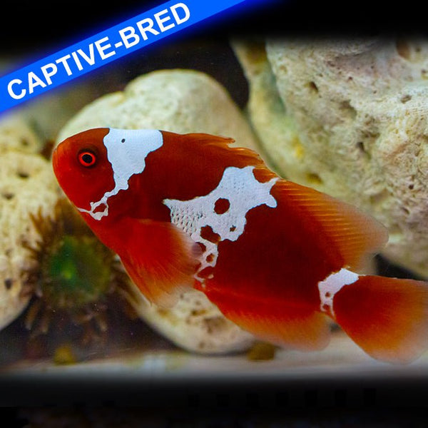 Maroon Lightning Clownfish - Reef Chasers