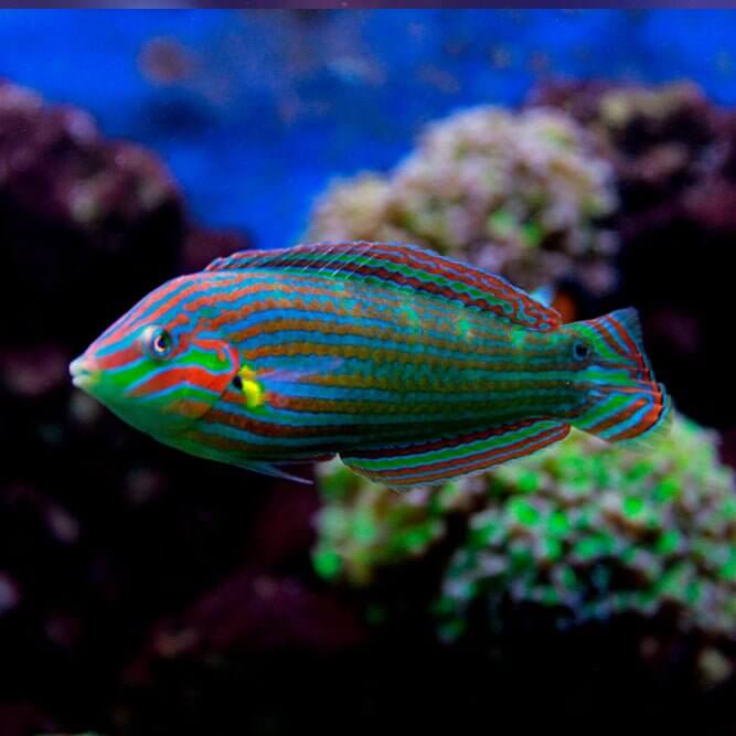 Melanurus Wrasse (Hoeven's Wrasse) - Reef Chasers