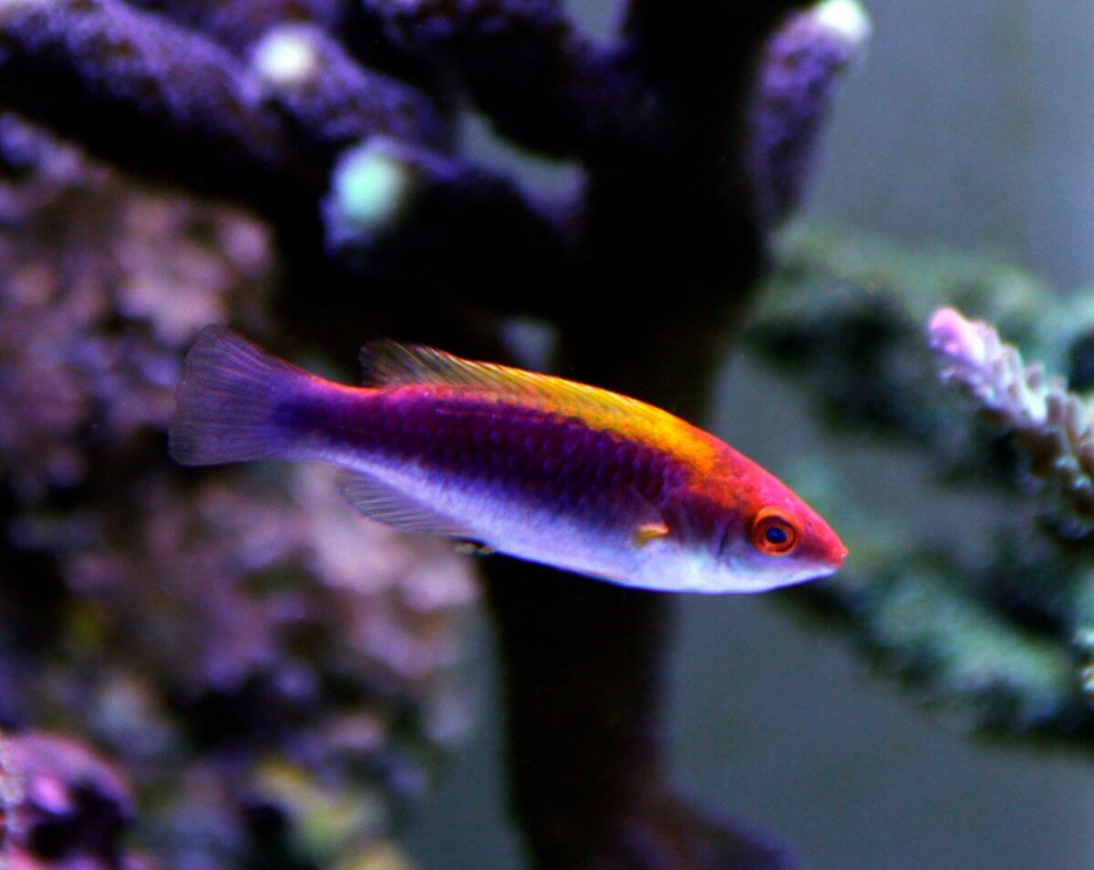 Orange Back Fairy Wrasse - Male