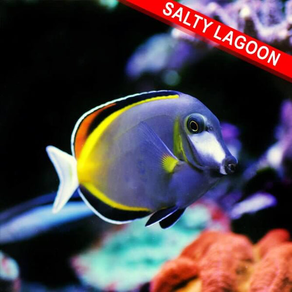 Reef Chasers | Quarantined Saltwater Fish for Sale | Buy Saltwater Fish ...