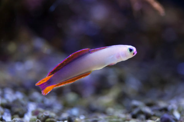 Purple Firefish Goby