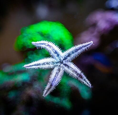 Sand Sifting Starfish