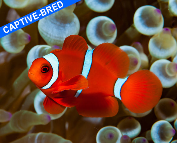 Captive Bred Maroon Clownfish