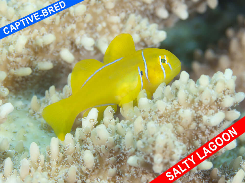 Fiji Citron Clown Goby (Quarantined)