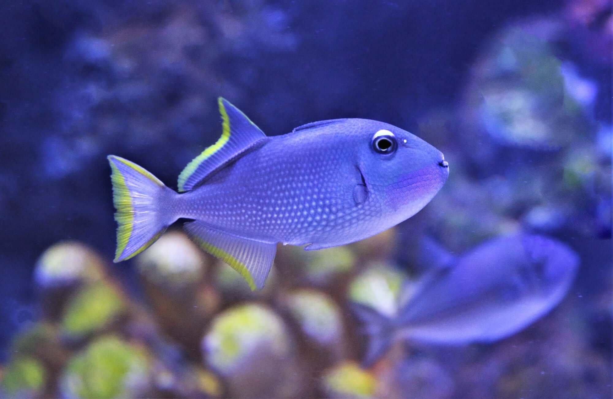 Blue Jaw Trigger (Male)