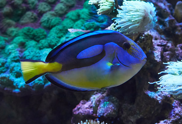 Yellow Belly Blue (Regal) Tang
