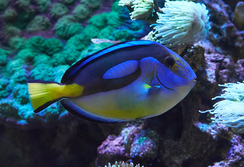 Yellow Belly Blue (Regal) Tang