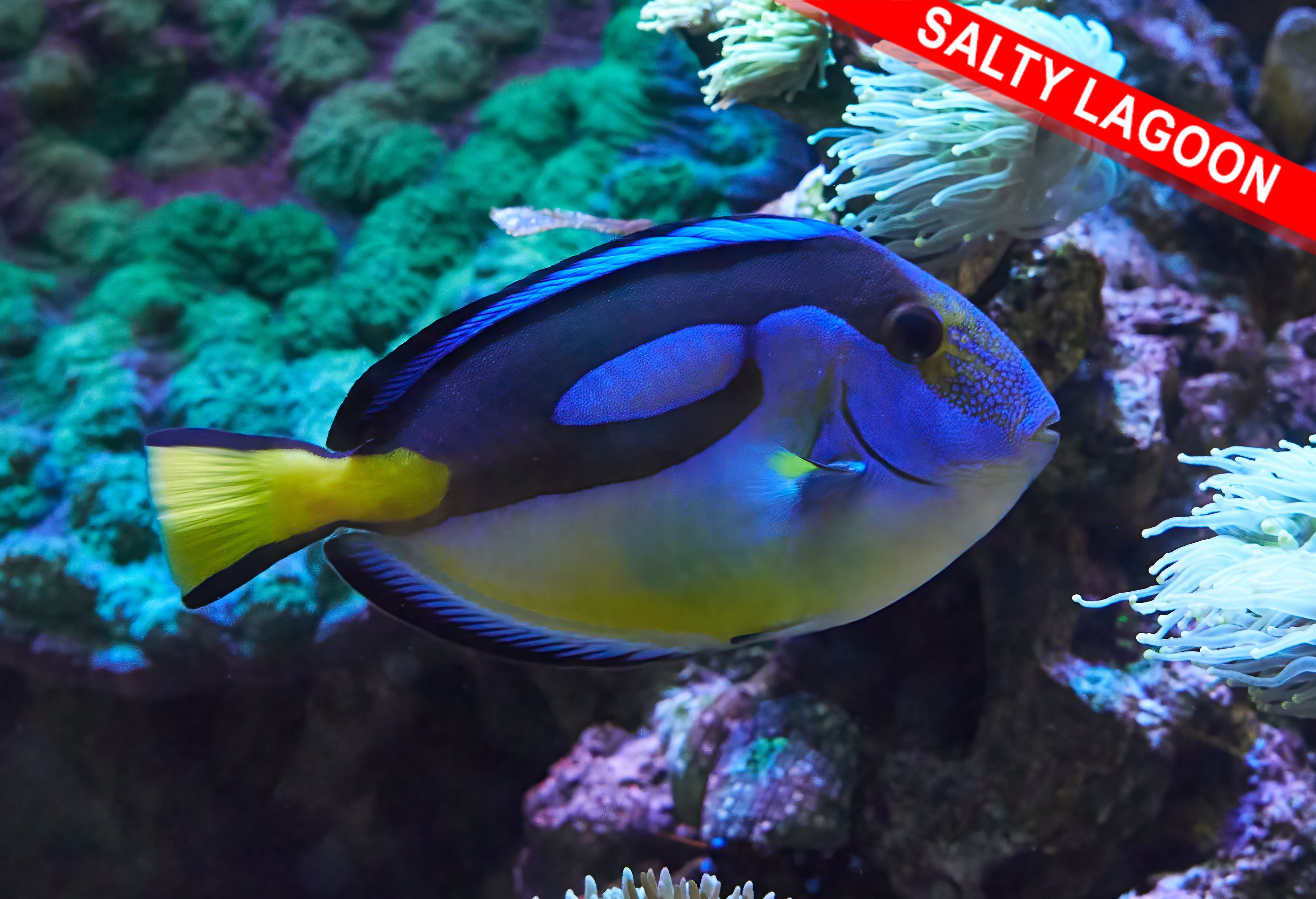 Yellow Belly Blue (Regal) Tang (Quarantined)