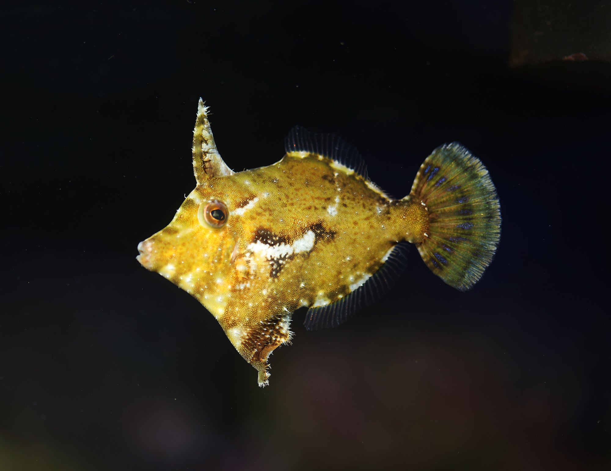 Bristletail (Aiptasia Eating) Filefish
