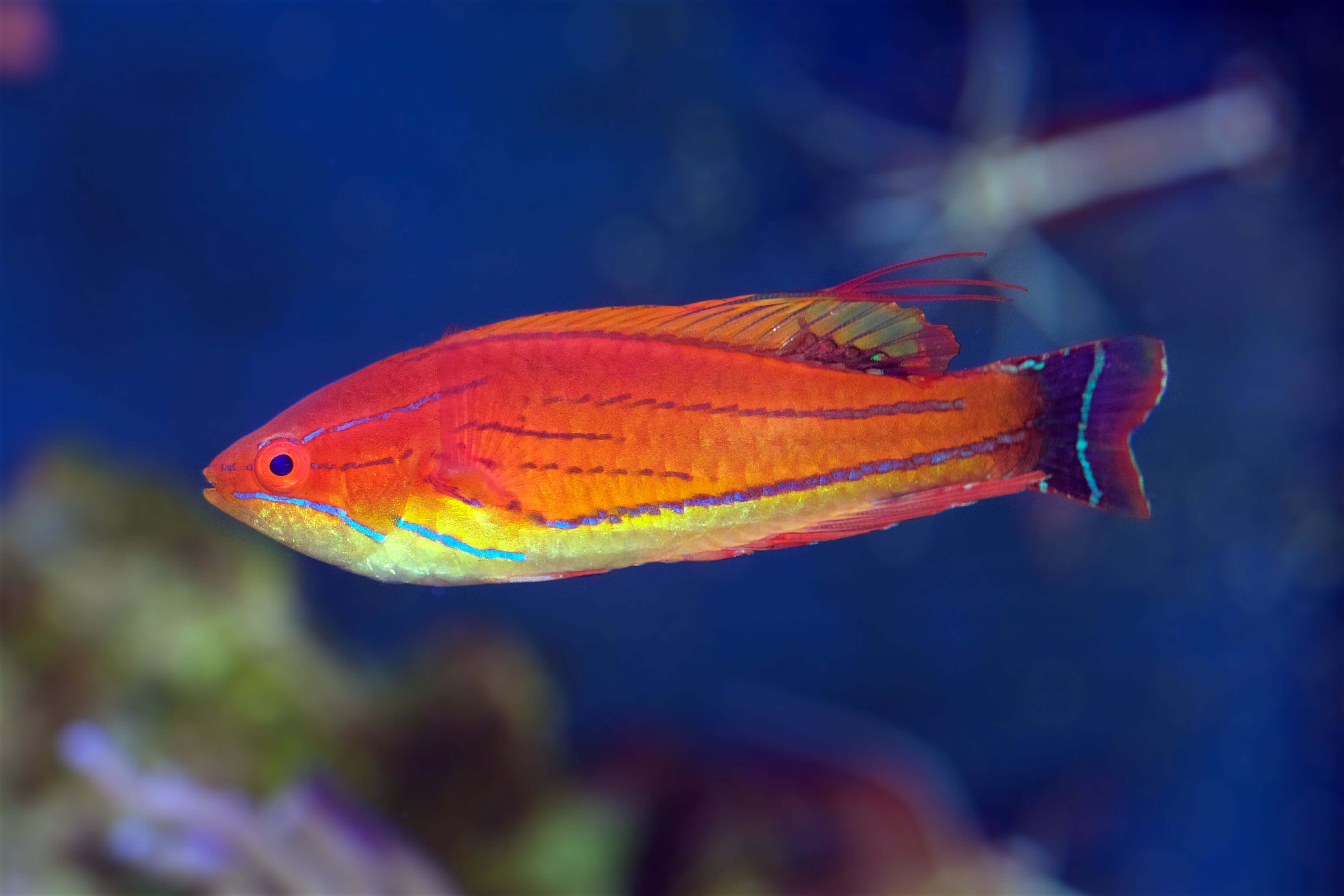 Carpenter Flasher Wrasse (Juvenile)