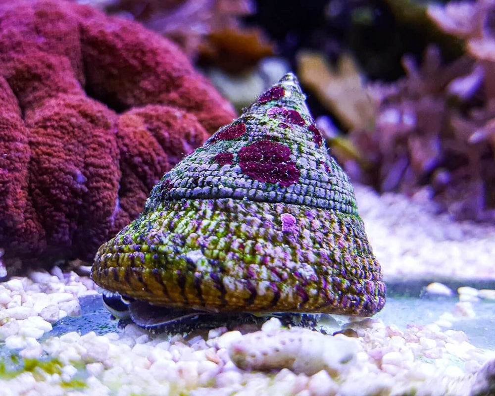 Reef Chasers | Buy Invertebrates | Snails, Crabs, Shrimp, Corals & Fish