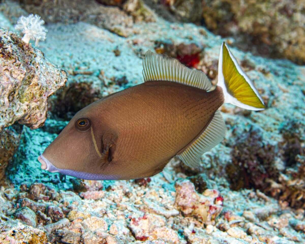 White Tail Triggerfish - Reef Chasers